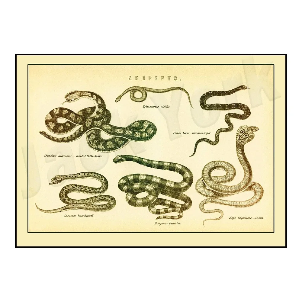 Snake Patterns, Albertus Seba - Herpetology, , Den of Vipers, Snake Anatomy, Natural History, Antique Poster Canvas Painting