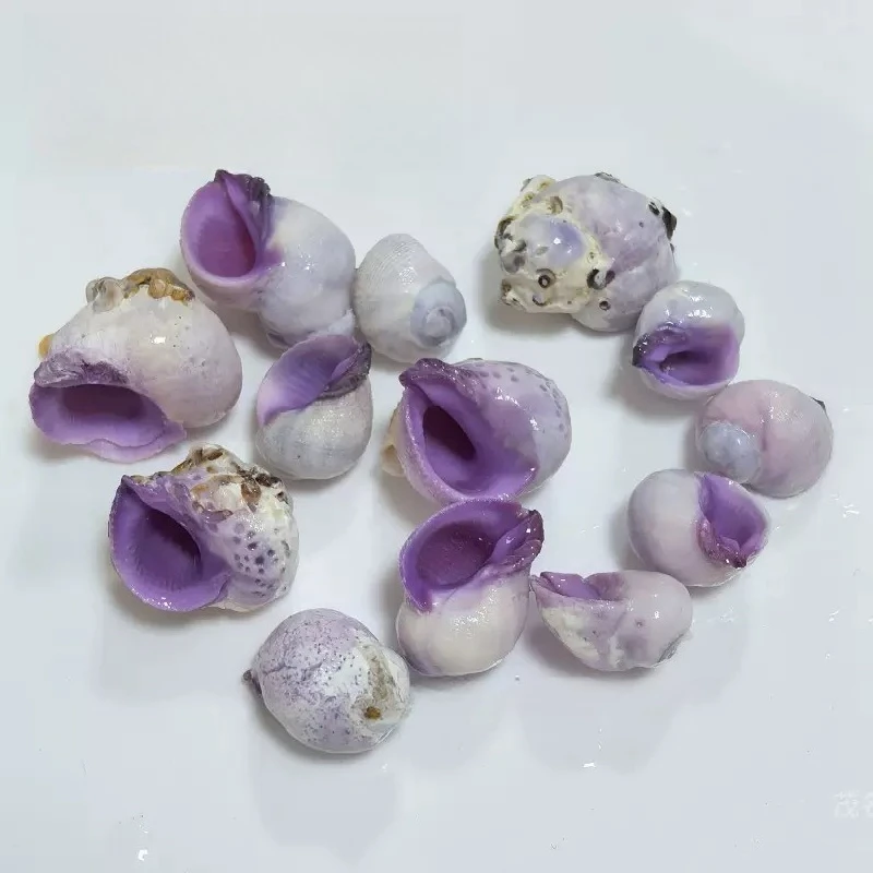 Curl Shell Purple Mouth Coral Snail 2.5-3 Cm Hermit Crab Replacement Shell Conch Shell Painting Fish Tank Landscaping Jewelry