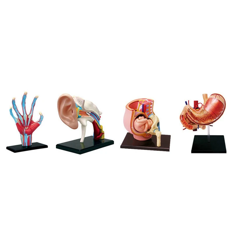 -Torso Human Body Model Removable Parts Education Organs Model For Teaching Study Class Students