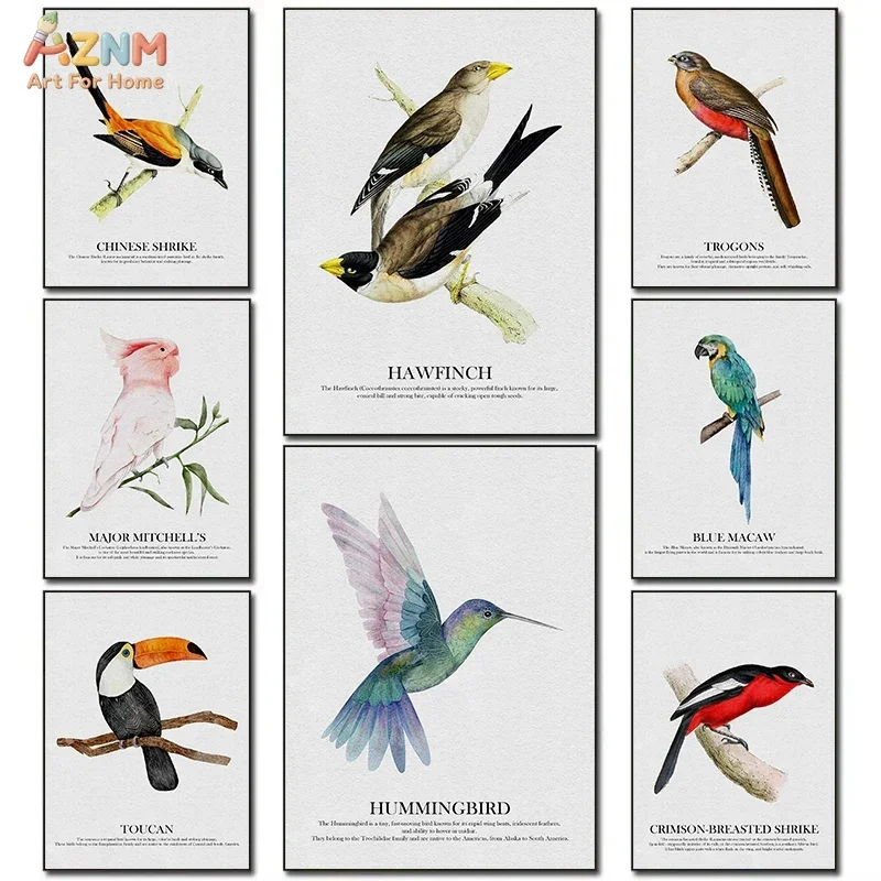 AZNM Vintage Bird Botanical Canvas Print, Hummingbird Toucan Parrot Wildlife Illustration Unframed Canvas Painting, Natural Stud