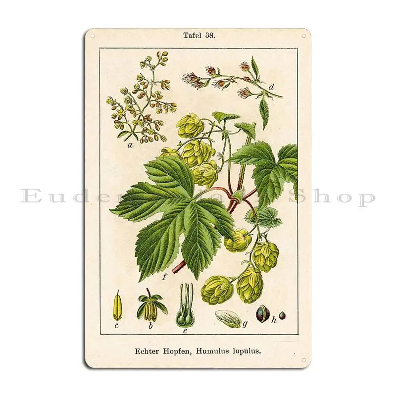 Vintage German Botanical Illustration Humulus Lupulus Hop Metal Sign Rusty Printed Club Cinema Club Tin Sign Poster