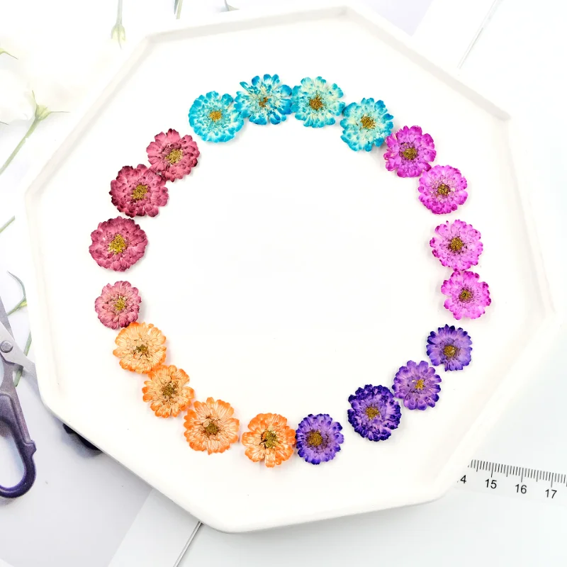 24pcs/1-2cm,Pressed Daisy chamomile Mini dry flower DIY drop glue phone case Jewellery accessories face flora makeup nail art