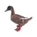 Multi Color Duck