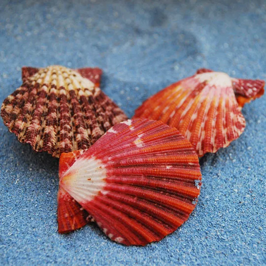 Oil Painting Pecten Shell 4cm Mediterranean Conch Shell Valentine's Day Wedding Gift Tiger Striped