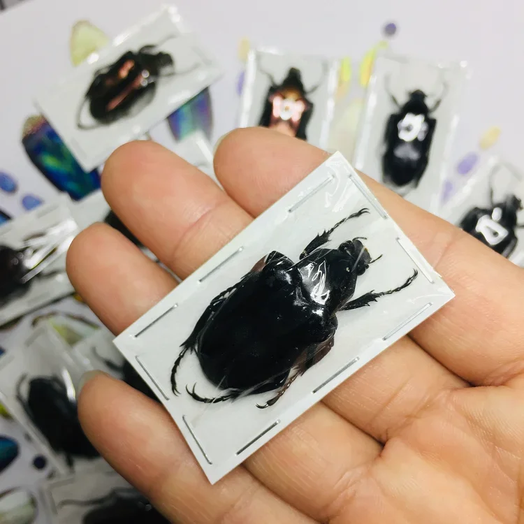 2 шт., Африка Dicronorhina Debyana, Золотая черепаха, научные исследования, образец настоящего насекомого, жука, аксессуары для украшения дома