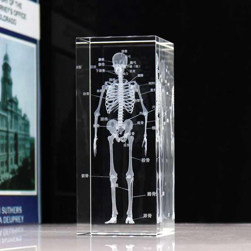 3D Crystal Human Skeleton Model Structure Diagram For Medical Science Gift