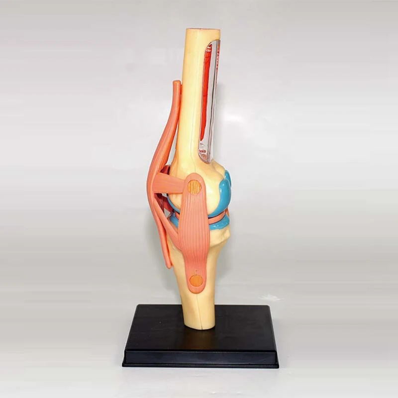 Torso Human Body Model Education Knee Joint Organs Model For Student Teaching Study Assembling Model
