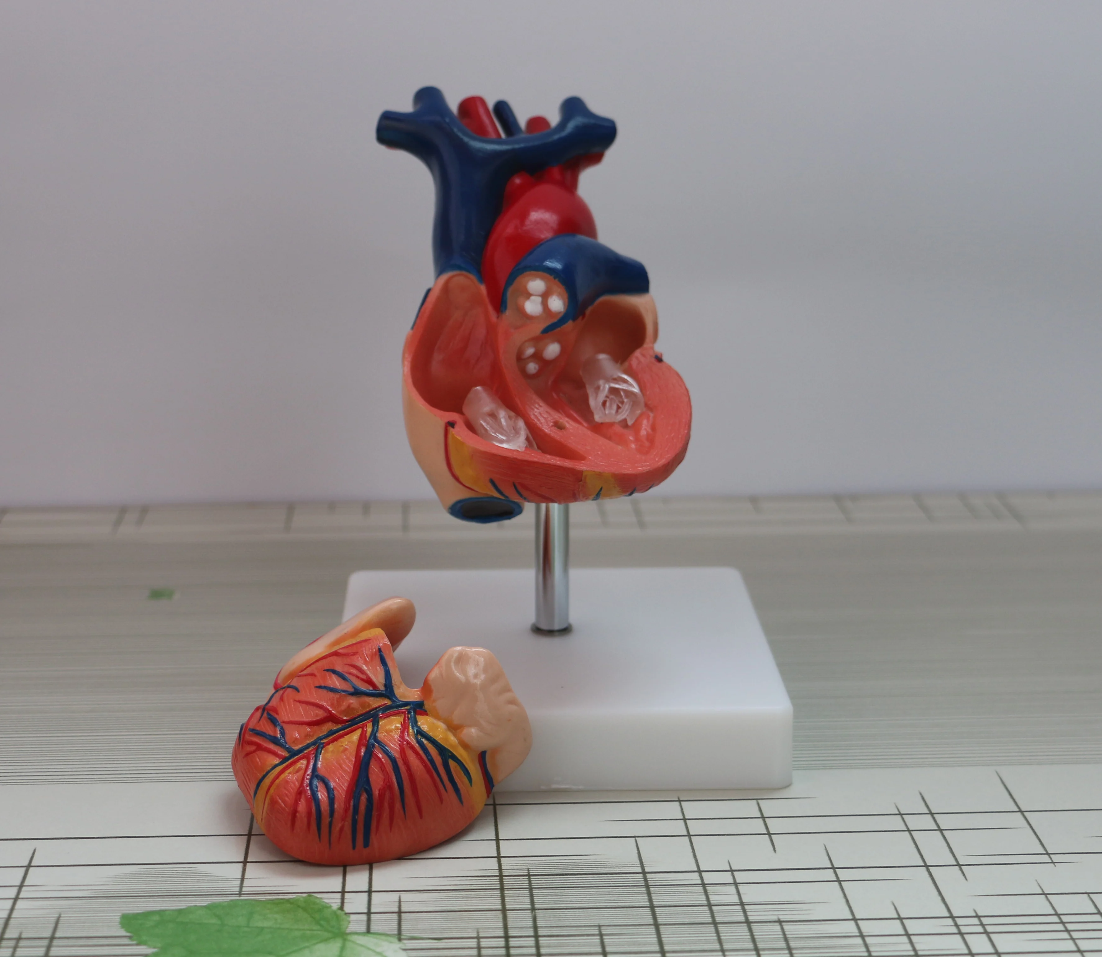 

Cardiac Anatomical Model