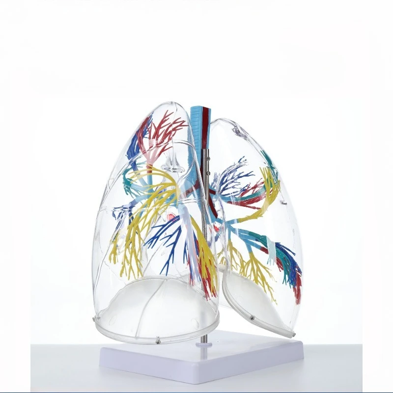 Transparent lung segment model Lung anatomy, thoracic surgery respiratory model specimen Human lung model