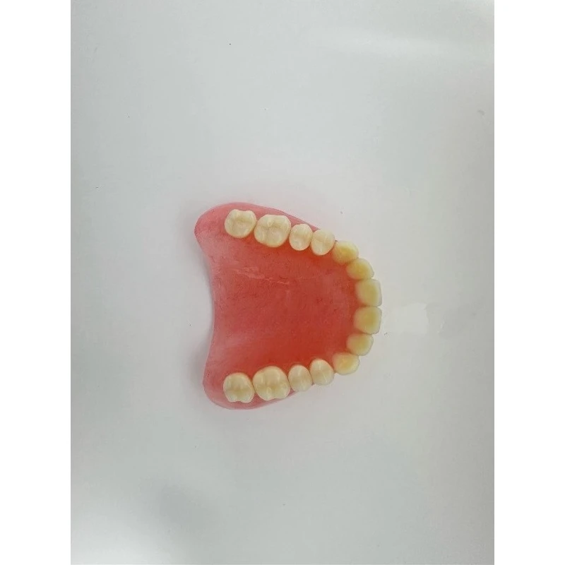 Full Senior Teeth Full Teeth Model Display Supplies Full Dentures Removable Dentures Prosthodontics Dental Student Training