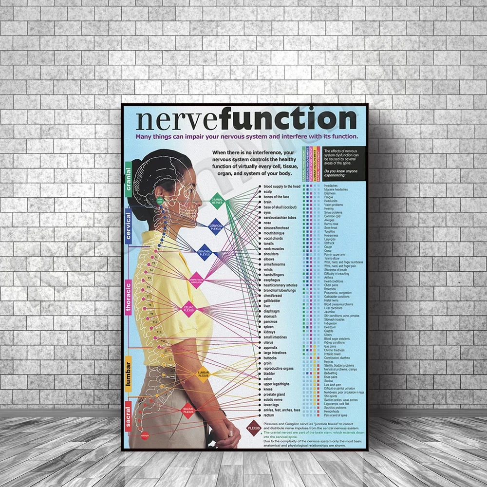 Nerve Function Many things can damage your nervous system and interfere with its function poster, spinal nerve function wall art