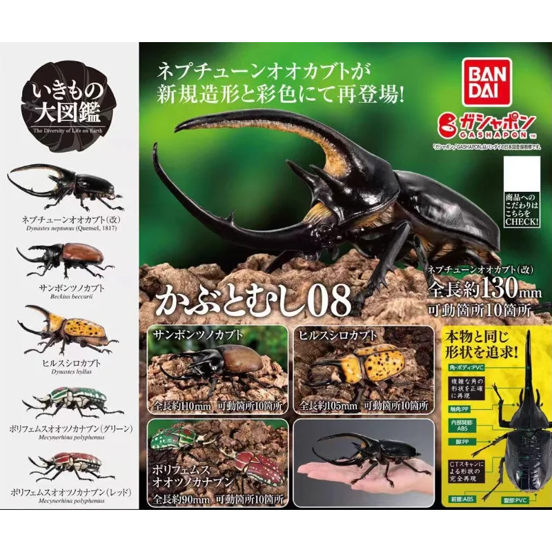 الموسوعة البيولوجية Gashapon الأصلية من بانداي-Hercules Beetle نموذج محاكاة الحشرات ، ألعاب قابلة للجمع/ديكور هدايا للأطفال