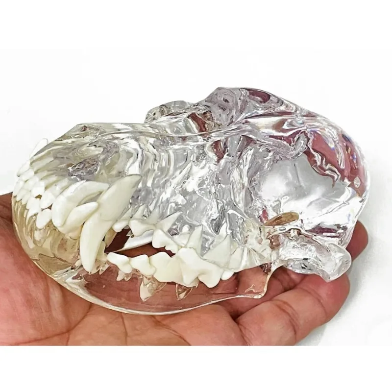 Veterinary Animal Dental Skull Model 4