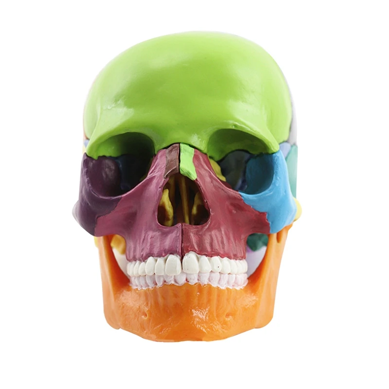 -Skull Human Body Model Education Skull Model 1:2 For Student Teaching Study Assembling Model