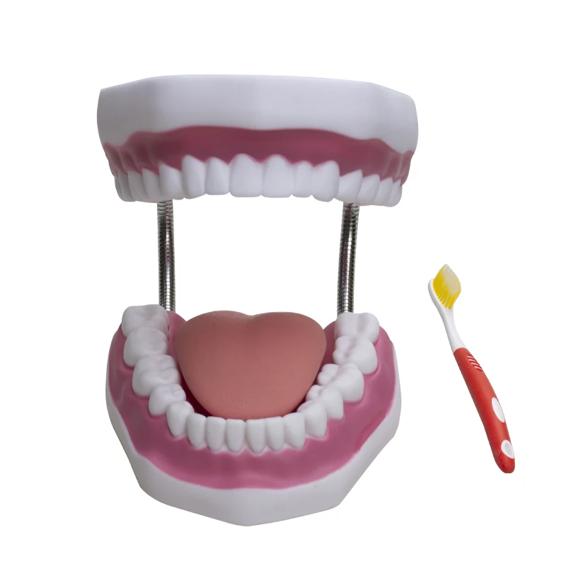 Six Fold Magnification Dental Modeling Teaching, Brushing Teeth, Tongue Fixation, and Dental Modeling for Kindergarten Children
