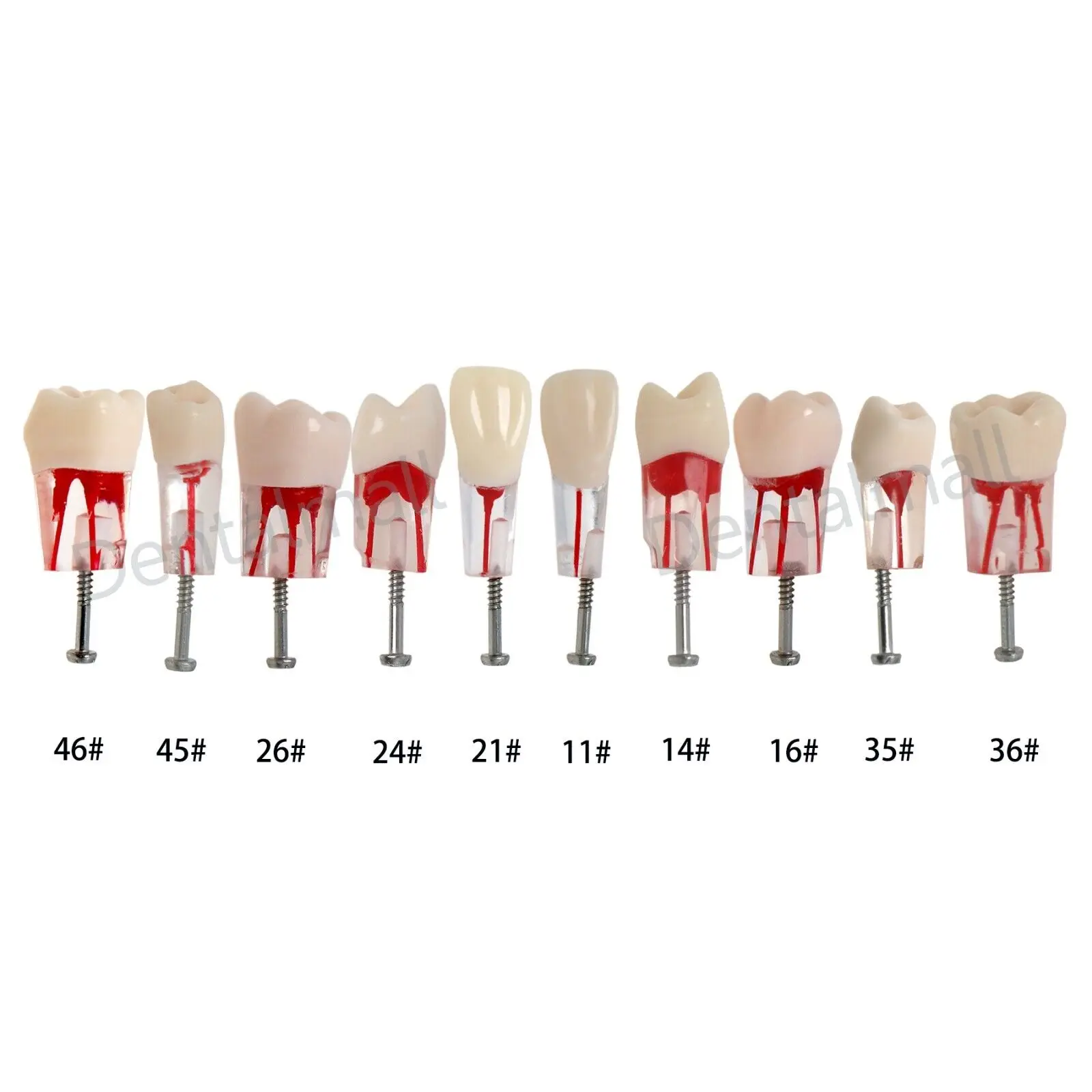 5pcs Endodontic Dental Root Canal Training Model Pulp Cavity Practice Block for Endo Teeth RCT Lab Study And Teaching