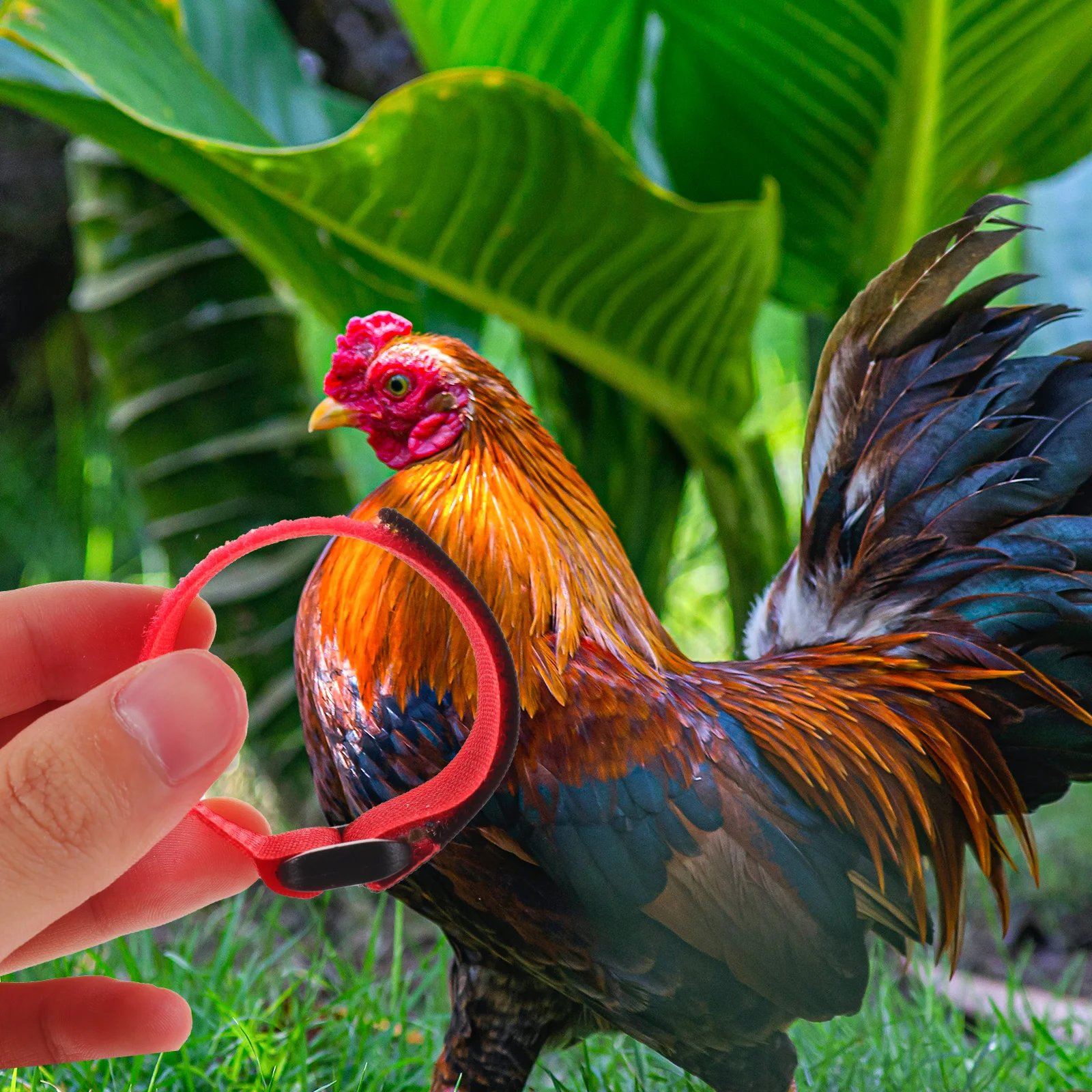 

10pcs Rooster Collars Anti crowing Neck Belts Stop screaming Flexible Adjustable Chicken Poultry Noise free Disturbing