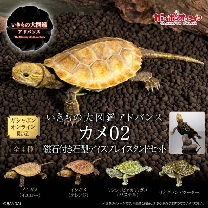 Enciclopedia biológica Bandai Original, juguetes Gashapon, tortuga serie 2, modelo de animales simulados, adorno de escritorio, juguete, regalos para niños