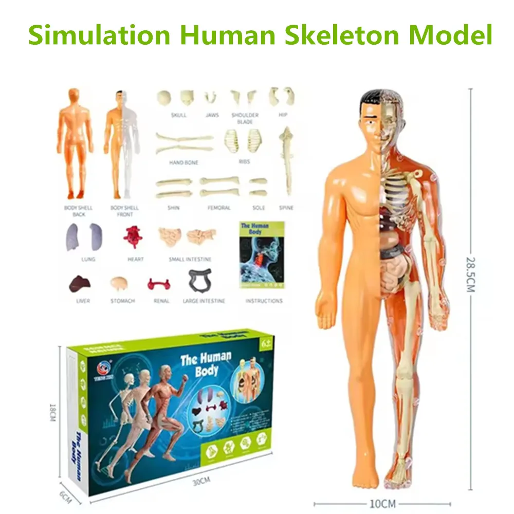 

Puzzle Toys Science Related Simulation Human Skeleton Model Detachable DIY Educational Toys Gifts For Children