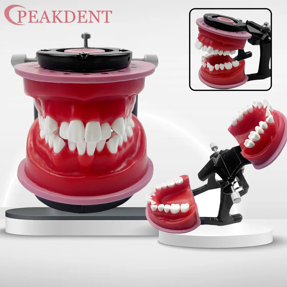 

Dental Orthodontic Treatment Model Malocclusion Teeth Typodont Demonstration Tools For Dentist Practice Training Teaching Hot
