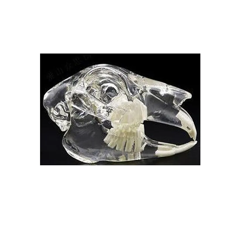 Transparent Rabbit Head Model for Anatomy Teaching in Biology Education