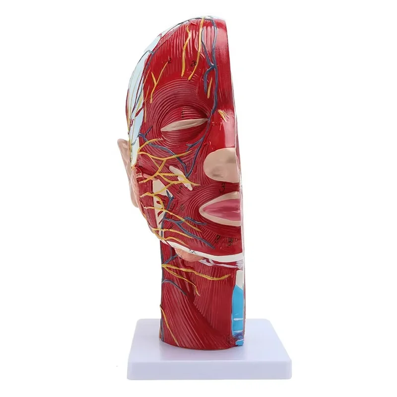 Education Scientifics Half Head Superficial Neurovascular Model with Musculature Life Size for Anatomical Teach Neck Vessels