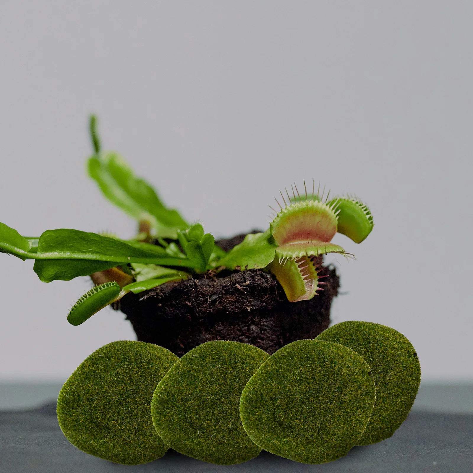 

8Pcs Lifelike Mossy Stones Artificial Moss Stones Micro Landscape Decor Bonsai Accessories