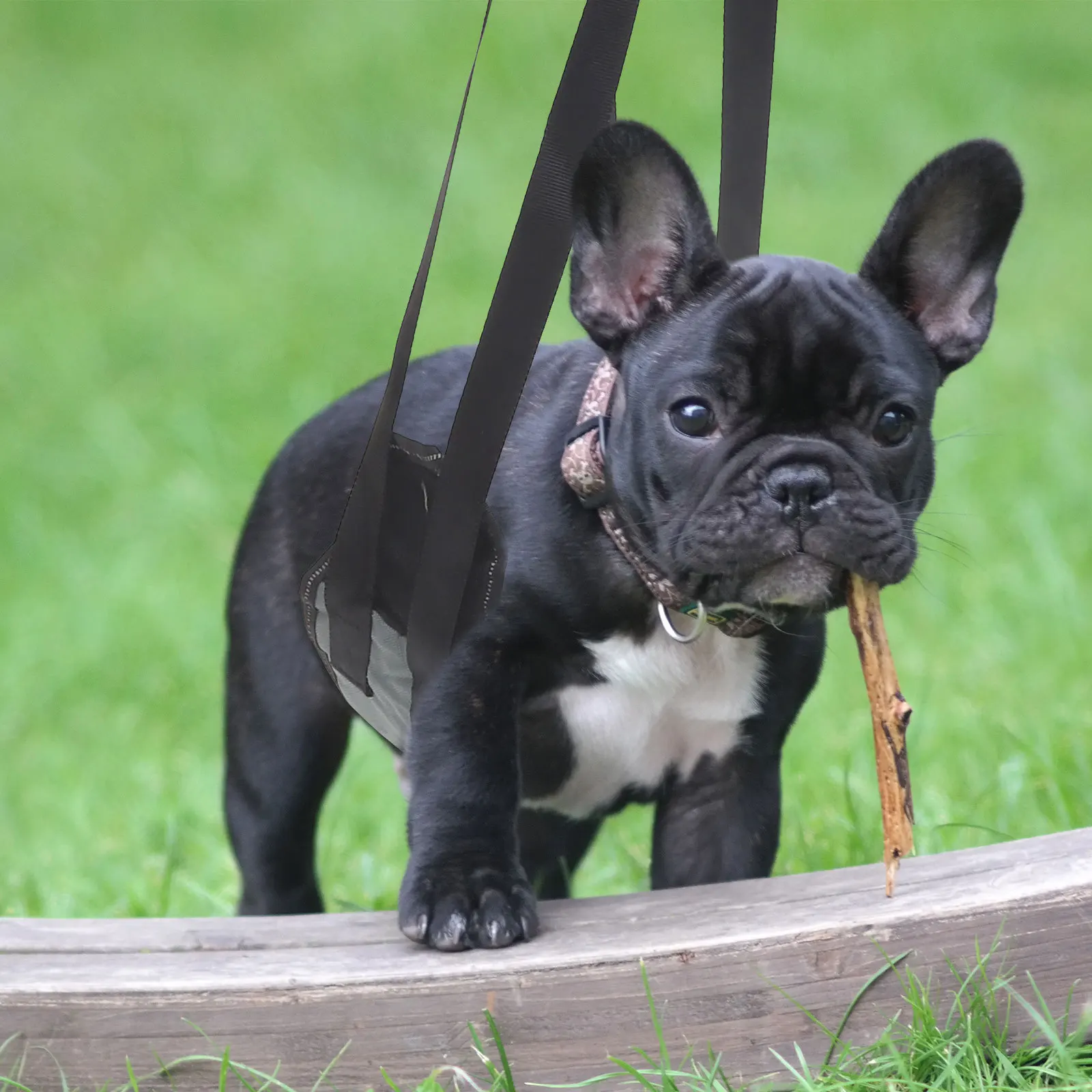 

Pet Support Harness Adjustable Dog Rear Lifting Belt For Stairs Walking Elderly Dogs Outdoor Mobility Aid Dog Traction