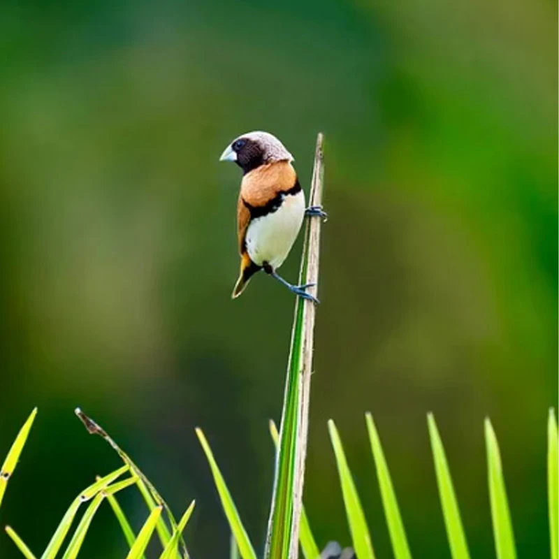 

T-HOBBY T-Motor AT12A 2-3S ESC для самолетов с фиксированным крылом