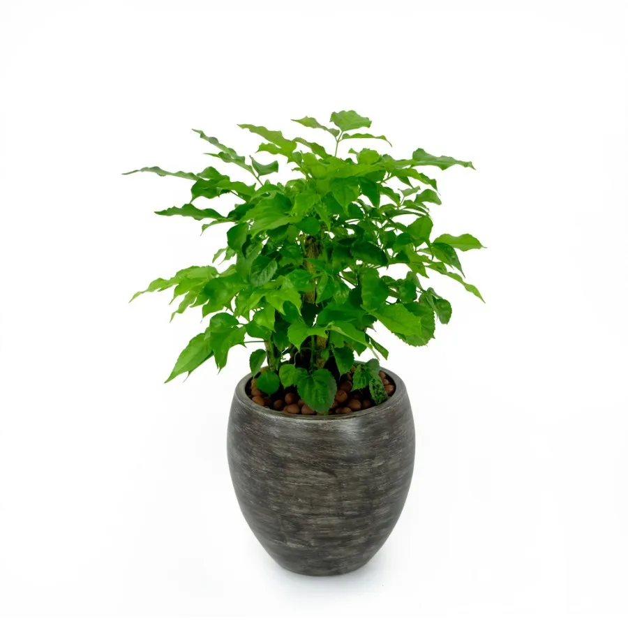 

Smart Selfwatering Round Planter Pot for Indoor and Outdoor Gray Wash