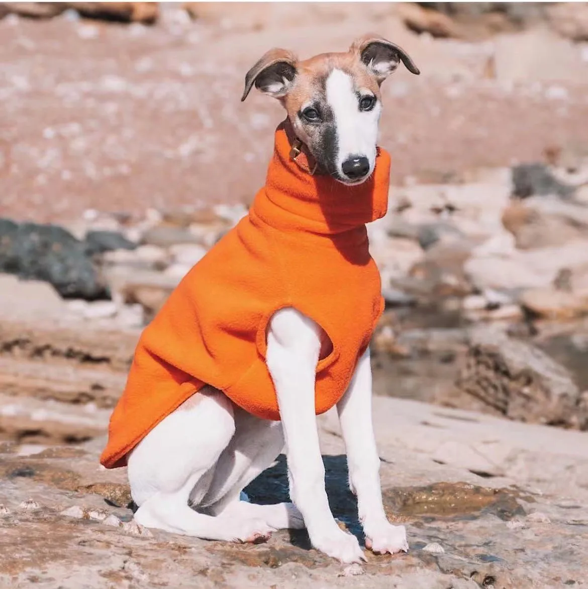 Chaleco de cuello alto para perro, ropa de invierno de lana suave, Galgo Italiano