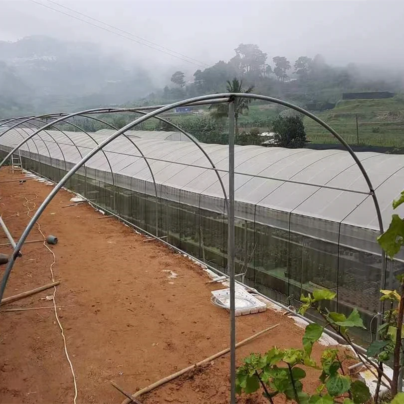 تخصيص الدفيئة 8x20 م البلاستيك الزراعي/التجاري برعاية واحدة الطماطم نفق بولي الدفيئة البناء في الصين