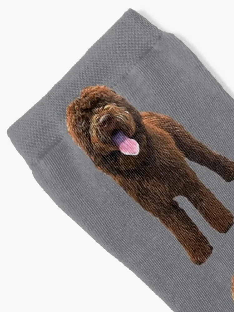 Labradoodle Chocolate Brown Socks luxury designer Luxury Woman Socks Men's