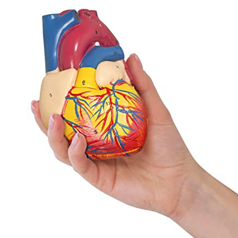 Plastic Heart Model 2-Part Deluxe Life-Size Human Heart Model Anatomy With 34 Anatomical Structures, Anatomical Heart