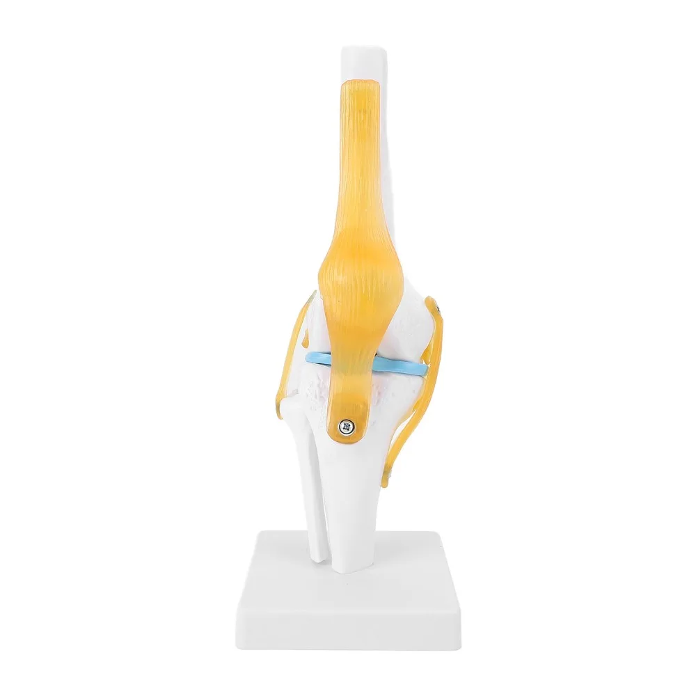 PVC Human Knee Joint Model Multi Colors Life Size Knee Bone Model Detachable Structure Anatomical Shape