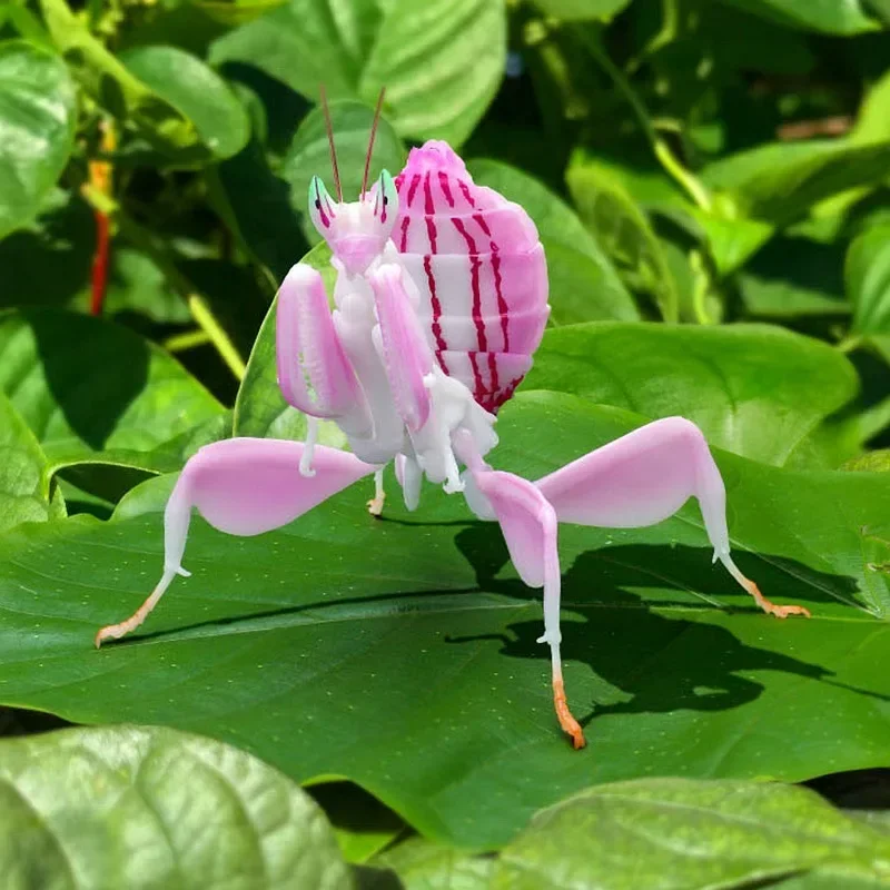 BANDAI figura de Gashapon de Japón, mapa de biología, orquídea, Mantis, modelo de insectos, cápsula Kawaii, juguetes, estatuilla para niños, regalo para niñas