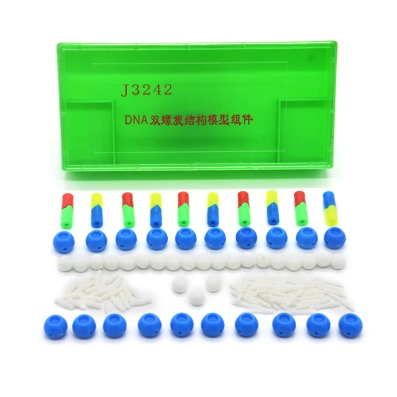 448F DNA Double Model Biological Science Teaching Aids for DNA Assembling