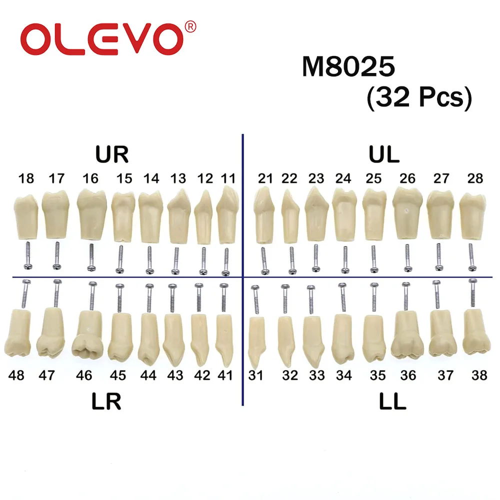 OLEVO 28/32 Stück Dental-Ersatzschraubzähne Typodont-Modell passend für Kilgore NISSIN 200/500 Typ abnehmbares Zahnmedizin-Training – Detail 7