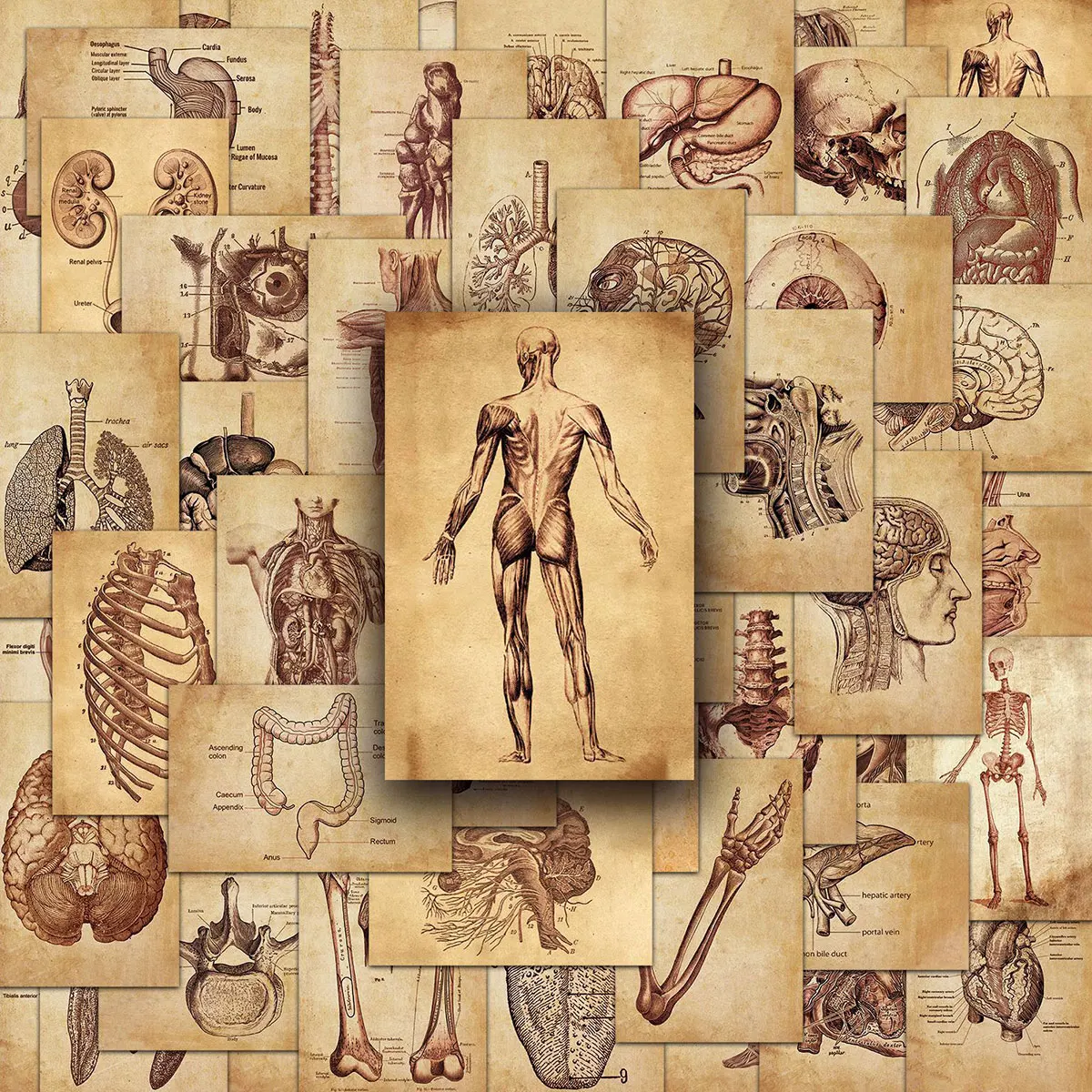 50 Pieces of Retro Human Anatomy Stickers, Medical Organs and Skeletal Elements, DIY Decorative Materials for Journals