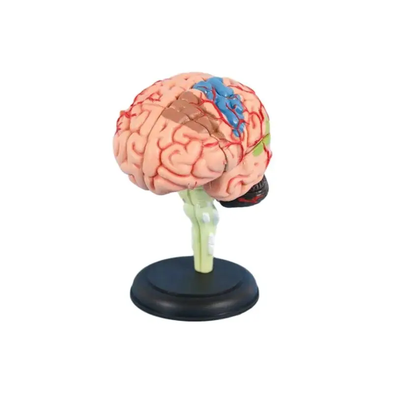 4D Mini Detachable Anatomical Brain Model Brain Model  Medical Teaching Tool Puzzle model