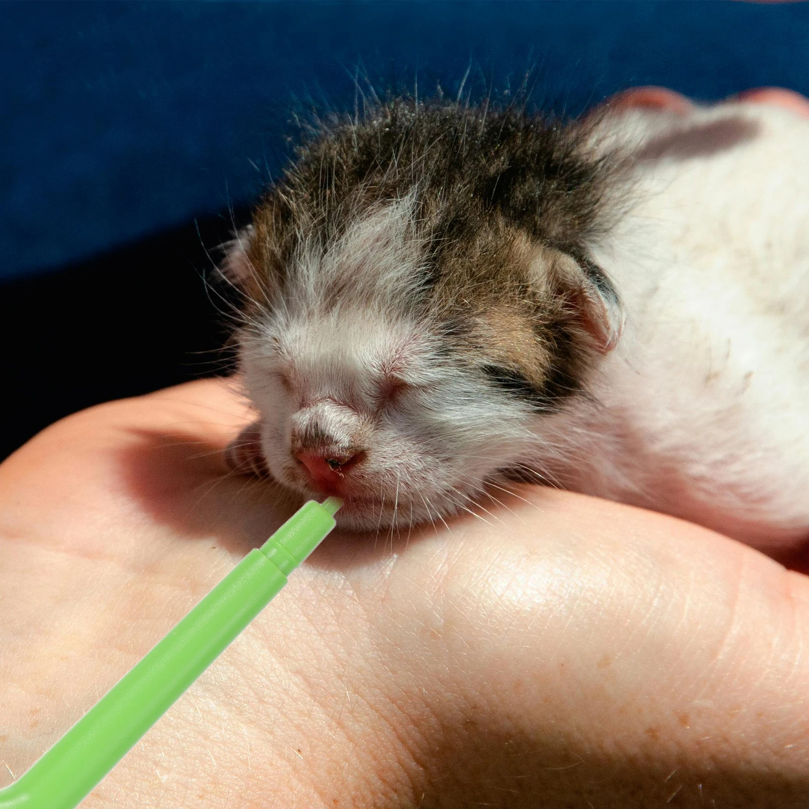 

Pet Medicine Feeder Accurate Dose Control Dog Cat Pill Shooter Easy Clean ABS Manual Dispenser Feeding Tools Pet Health Care