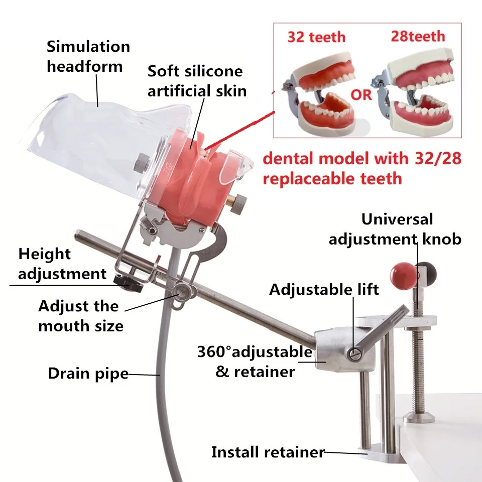 Dental Simulator Head Model Manikin Phantom With Teeth For Dentist Technician Practice Training Teaching Dentistry Equipment