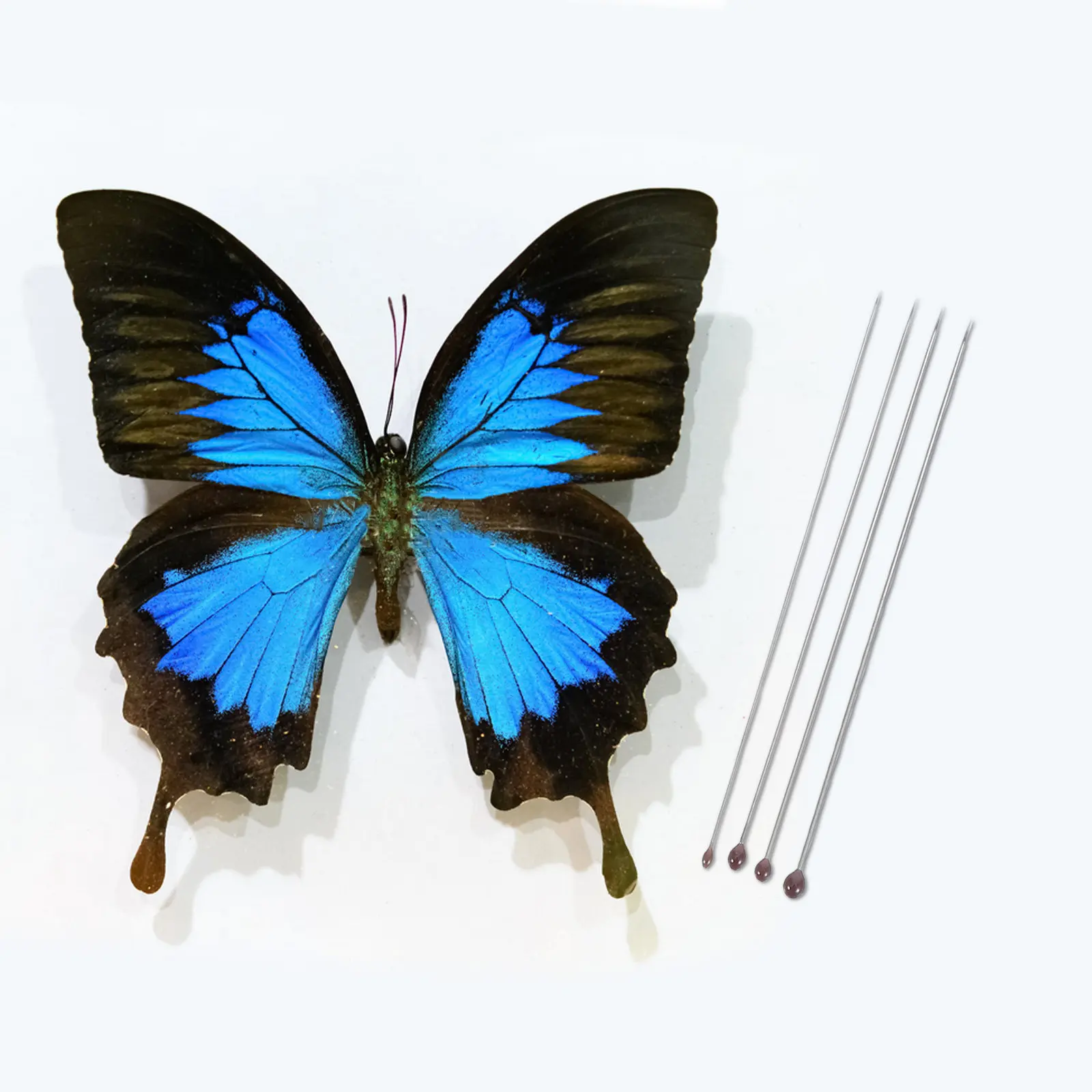 4 Boxes Stainless Steel Insect Pins for Butterfly Moth Specimen Mounting Preservation Science Classroom Lab Entomology Supplies