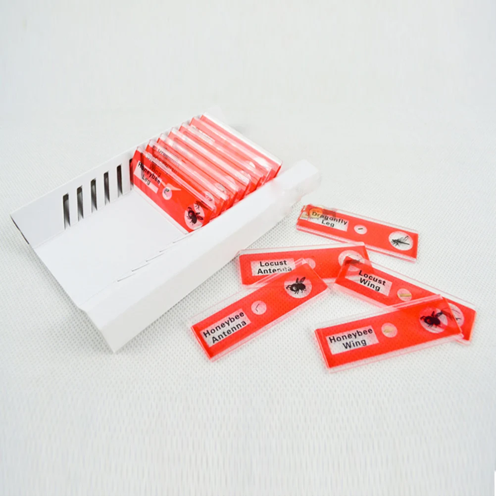 

12Pcs Microscope Slides Set Plastic Biological Specimens Learning Science Sample Insect Slides Kit Microscope Slide