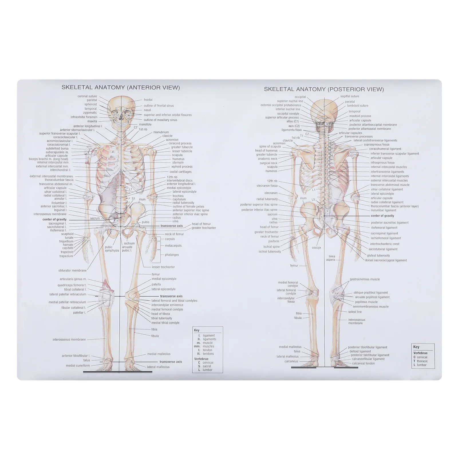 

1pc Human Anatomy Poster Skeletal Muscle Teaching Chart Science Body Structure Painting For School Classroom Medical Education