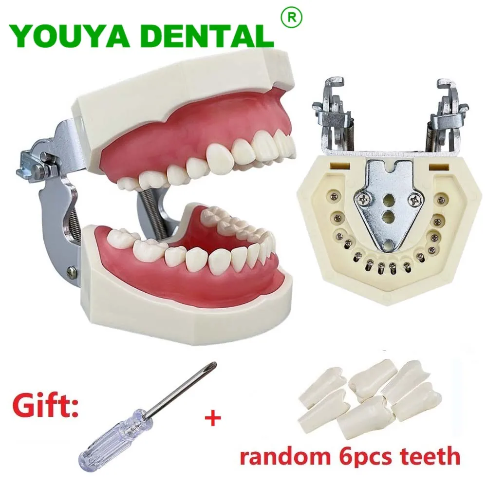 Dental Teaching Model Typodont Model With 28pcs Removable Teeth Dentistry Dentist Education Training Practice Demonstration Tool