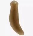 Planaria b1