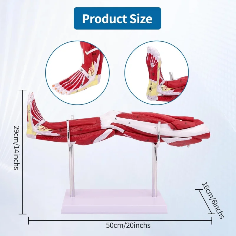 Anatomy Human Leg Lower Limb Muscle Anatomical Model with Arteries, Veins & Nerves, Neurovascular Teaching Tool on Base Stand