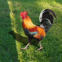 Acrylic Rooster Yard Decor 2d Chicken Sculpture Funny Outdoor Yard Ornament Art Garden Miniatures Creative Lawn Sign Decoration