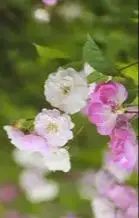 

Зарядное устройство для Ryobi 36 В/40 В литий-ионный BPL3626 BPL3640 OP4040 BCL3620